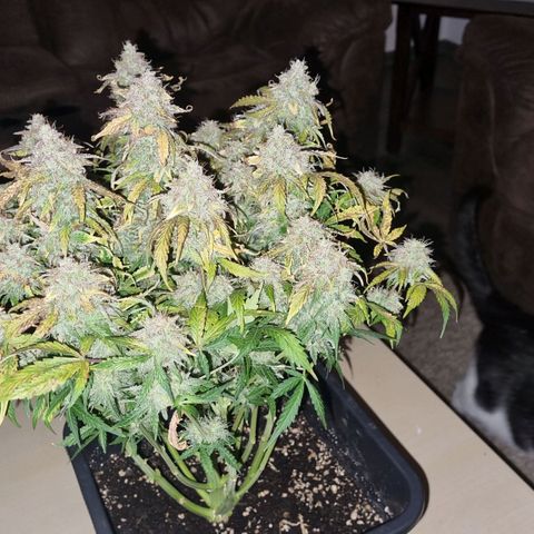Gorilla Glue Autoflower #1 growlog timeline photo
