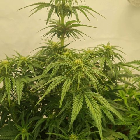 Space Mango Auto #1 growlog timeline photo