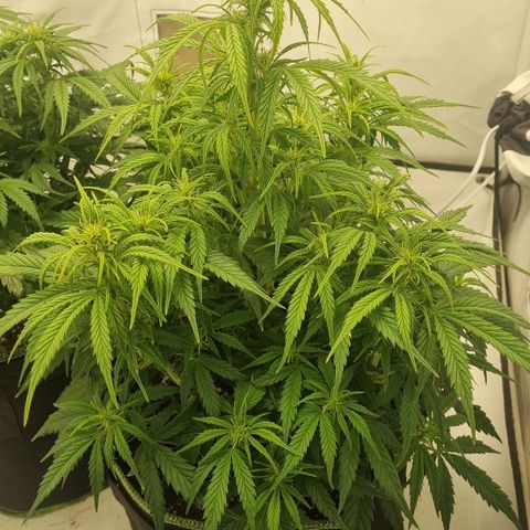 Gelato Auto #1 growlog timeline photo
