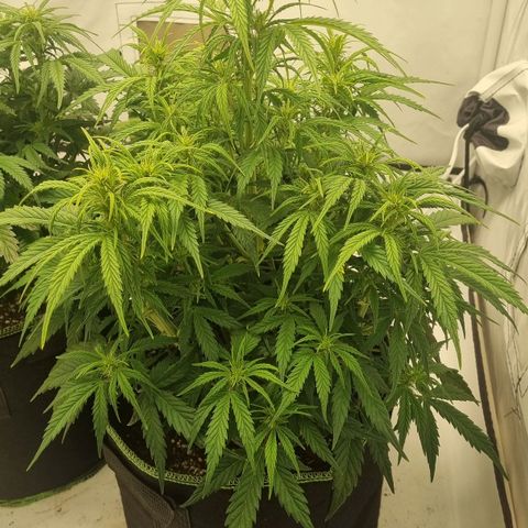 Gelato Auto #1 growlog timeline photo