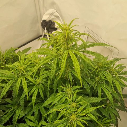 Gelato Auto #1 growlog timeline photo