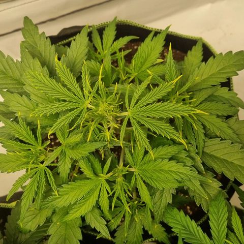 Girl Scout Cookies Auto growlog timeline photo
