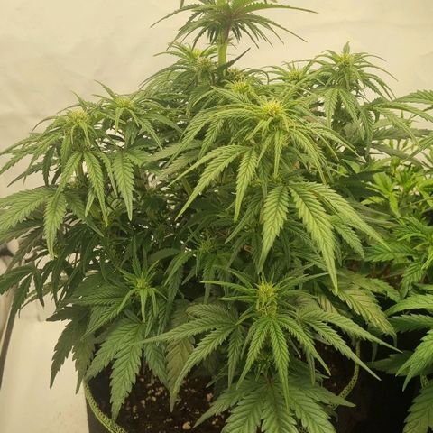 Space Mango Auto #1 growlog timeline photo