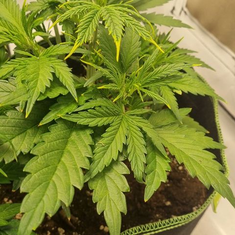 Girl Scout Cookies Auto growlog timeline photo