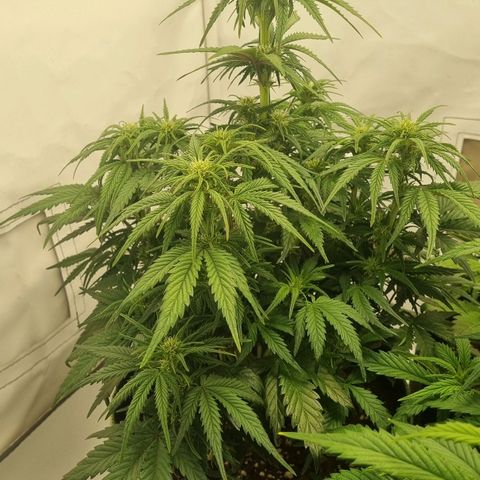Space Mango Auto #1 growlog timeline photo
