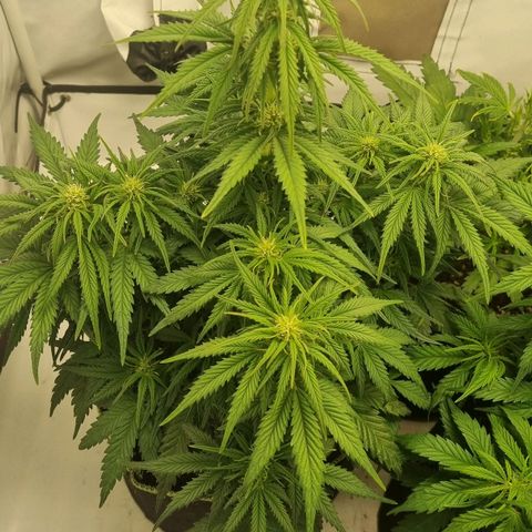 Space Mango Auto #1 growlog timeline photo