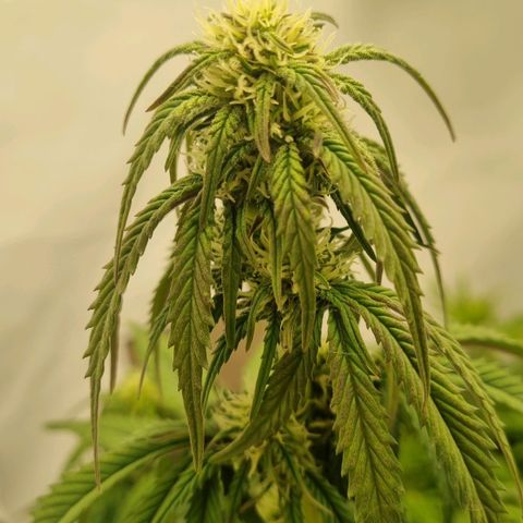 Space Mango Auto #1 growlog timeline photo