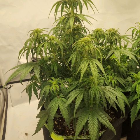 Space Mango Auto #1 growlog timeline photo