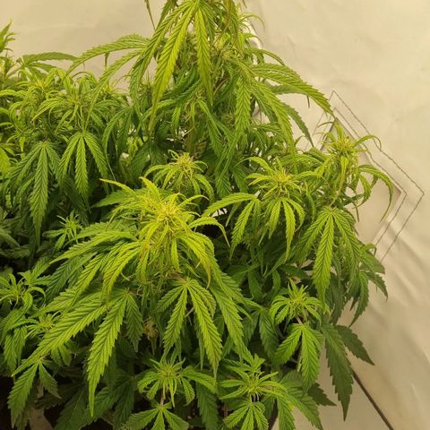 Gelato Auto #1 growlog timeline photo