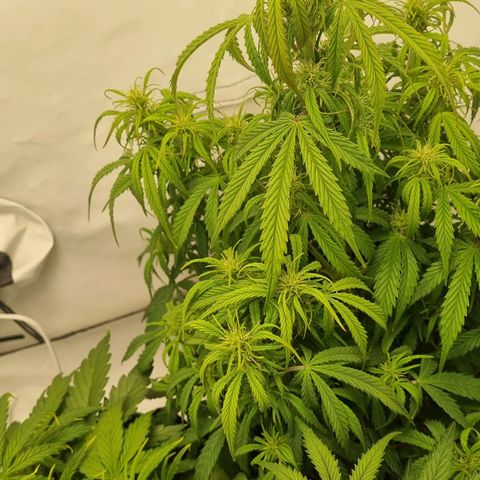 Gelato Auto #1 growlog timeline photo