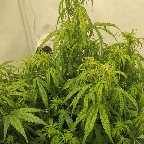 Gelato Auto #1 growlog timeline photo
