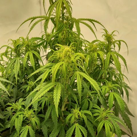 Gelato Auto #1 growlog timeline photo