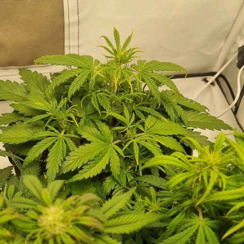 Girl Scout Cookies Auto growlog timeline photo