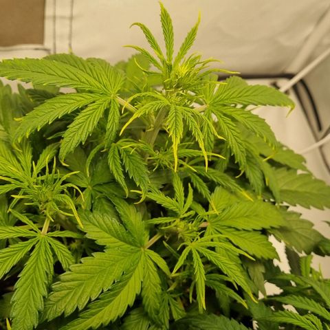Girl Scout Cookies Auto growlog timeline photo