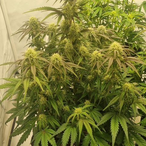 Space Mango Auto #1 growlog timeline photo