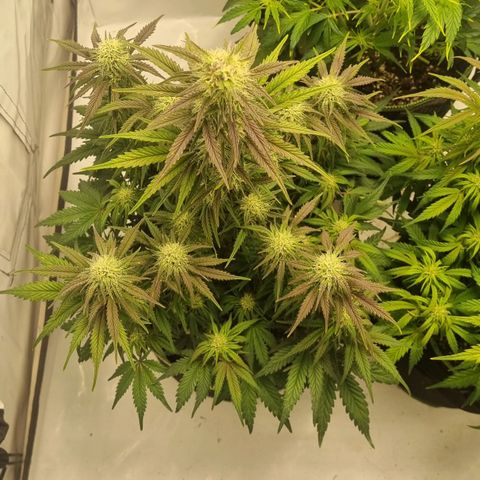 Space Mango Auto #1 growlog timeline photo