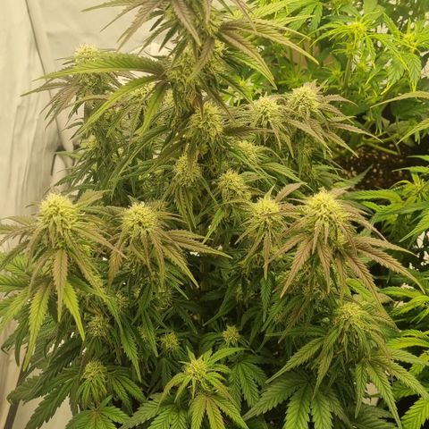 Space Mango Auto #1 growlog timeline photo