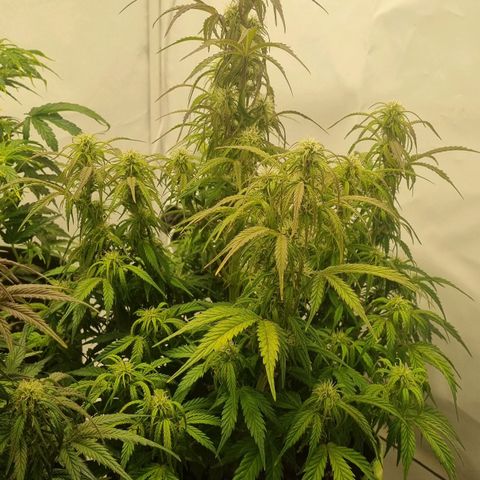 Gelato Auto #1 growlog timeline photo