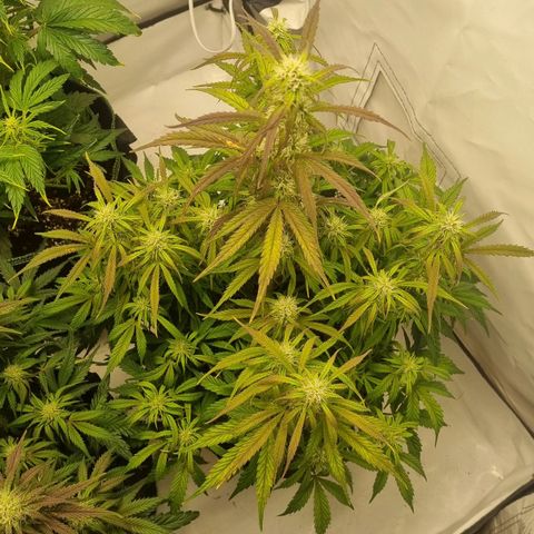 Gelato Auto #1 growlog timeline photo