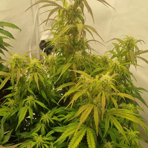 Gelato Auto #1 growlog timeline photo