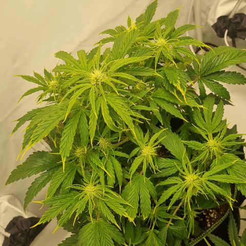 Girl Scout Cookies Auto growlog timeline photo