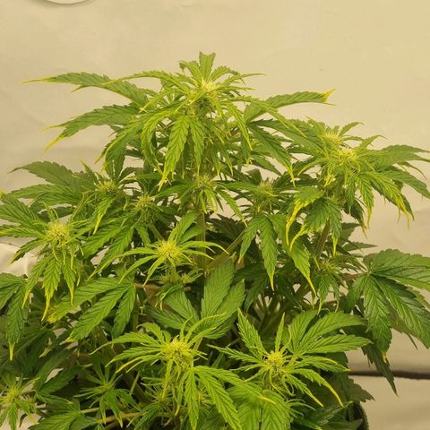 Girl Scout Cookies Auto growlog timeline photo