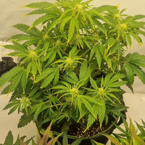 Girl Scout Cookies Auto growlog timeline photo
