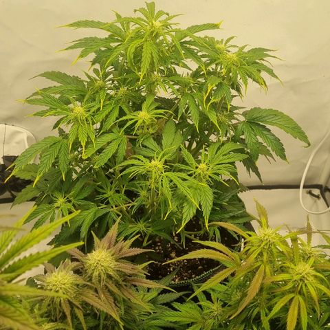 Girl Scout Cookies Auto growlog timeline photo