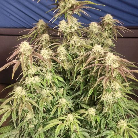 Space Mango Auto #1 growlog timeline photo