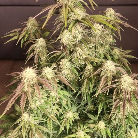 Space Mango Auto #1 growlog timeline photo