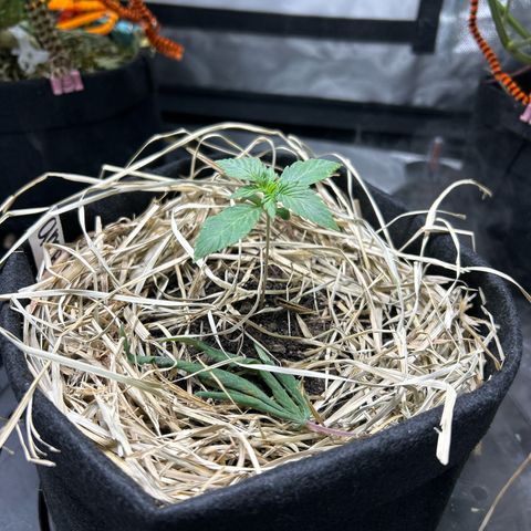 Americhem Dream growlog timeline photo