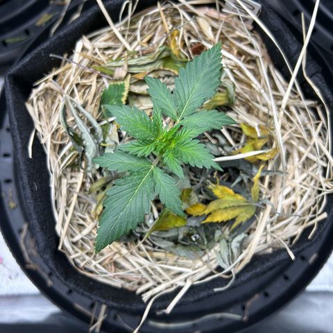 Americhem Dream growlog timeline photo