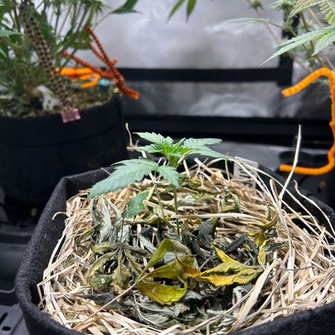 Americhem Dream growlog timeline photo