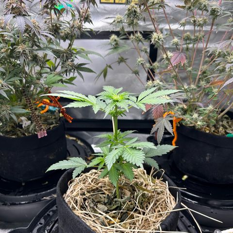 Americhem Dream growlog timeline photo