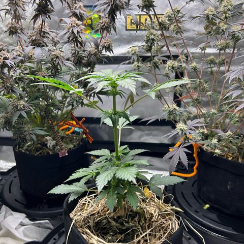 Americhem Dream growlog timeline photo