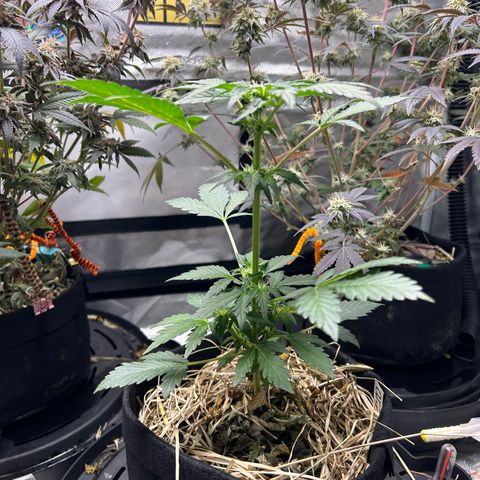 Americhem Dream growlog timeline photo