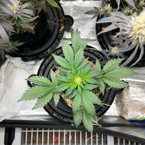 Americhem Dream growlog timeline photo