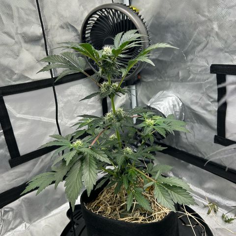 Americhem Dream growlog timeline photo