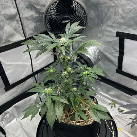 Americhem Dream growlog timeline photo