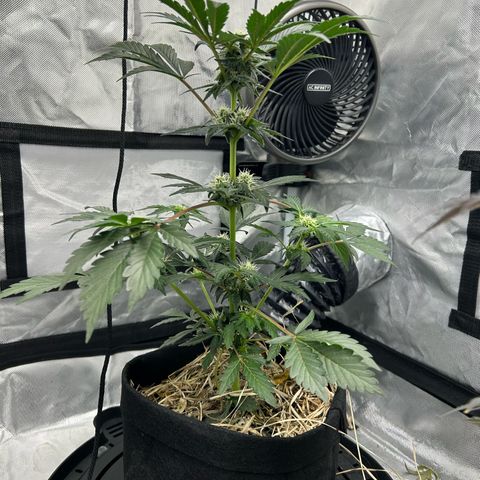 Americhem Dream growlog timeline photo