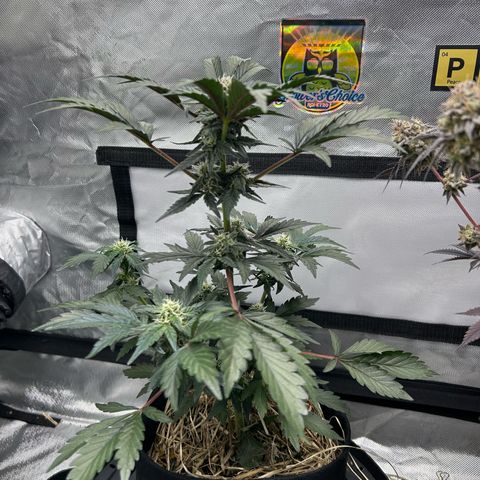 Americhem Dream growlog timeline photo
