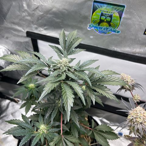 Americhem Dream growlog timeline photo