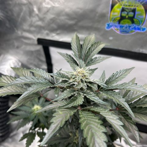 Americhem Dream growlog timeline photo