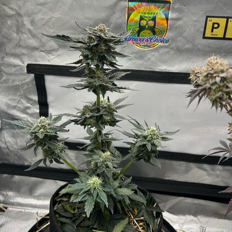 Americhem Dream growlog timeline photo