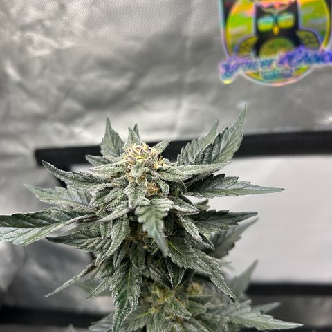 Americhem Dream growlog timeline photo