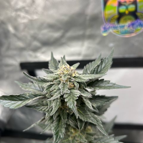 Americhem Dream growlog timeline photo