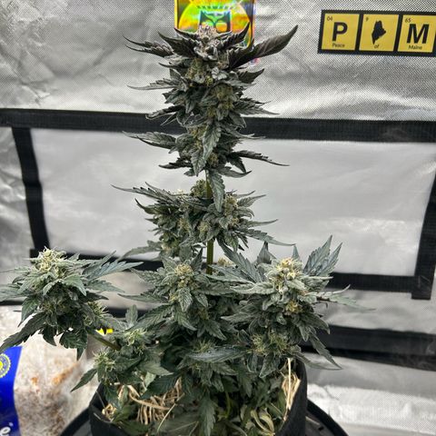 Americhem Dream growlog timeline photo