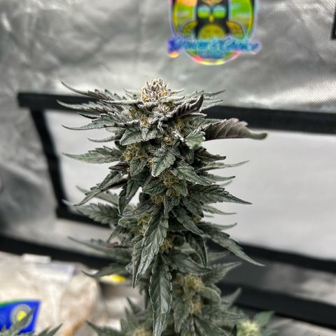 Americhem Dream growlog timeline photo