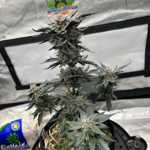 Americhem Dream growlog timeline photo