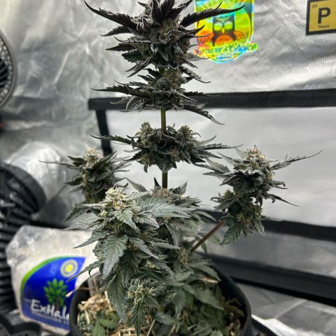 Americhem Dream growlog timeline photo